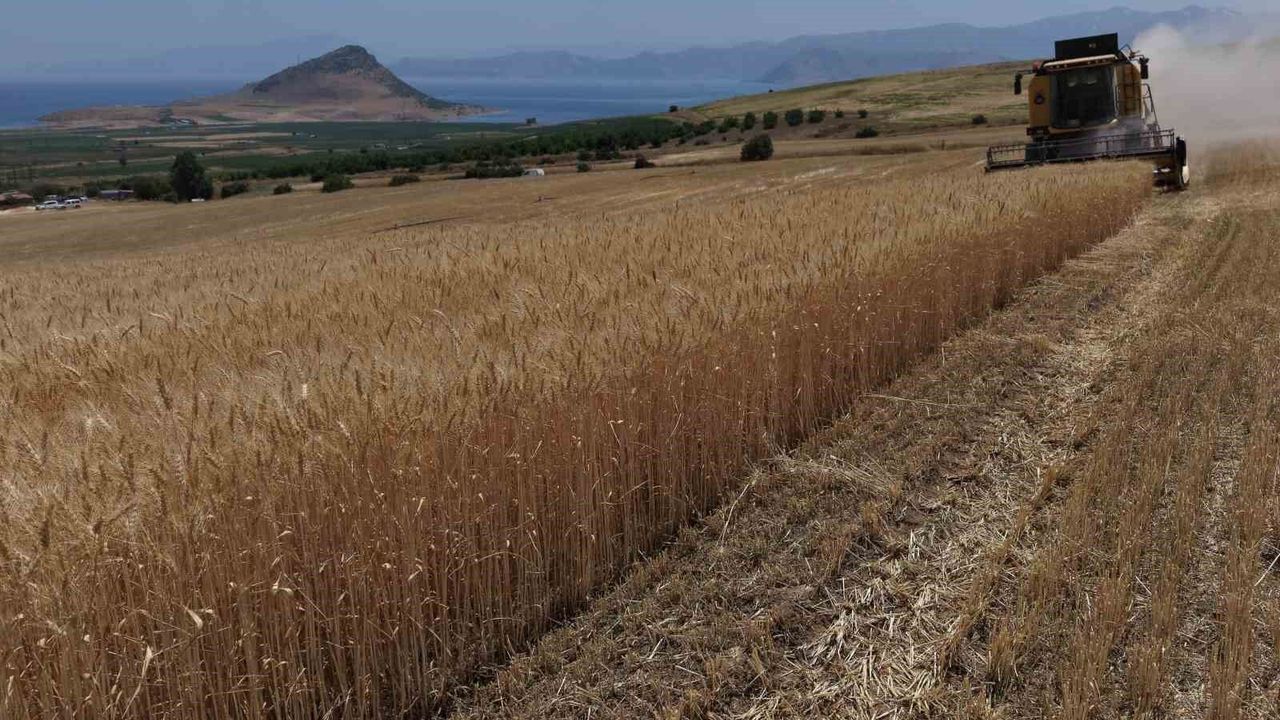 Bitlis'te altın başaklar biçiliyor