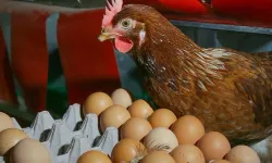 Mart ayında yıllık tavuk yumurtası üretimi yüzde 8,8 azaldı