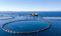Su ürünleri üretimi 2024 yılında yüzde 7,6 azaldı