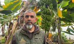 Alanya, Türkiye'nin muz ihtiyacının yüzde 40'ını karşılıyor