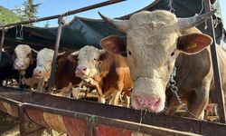 Besilik hayvan ithalatı başvuruları 12 Ocak'ta başlıyor