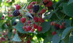 Kestel'de ahududu ve böğürtlen üretimi Sırbistan modeliyle artırılacak