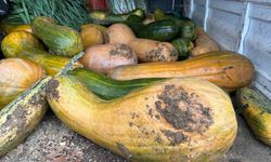 Osmangazi'de 30 kilogramlık Kıbrıs bal kabağı yetiştirildi