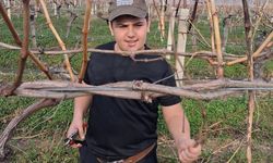 Yağmur bitti, çiftçi bağlara koştu