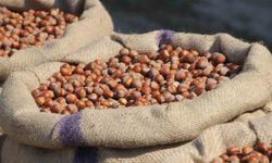 Akça: 'Fındıkta tekelci yapının manipülasyonu bitmek üzere'