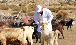 Büyükşehir Çoban Haritası Projesi ile 508 çobana destek oldu