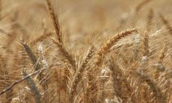 Dünya tahıl üretiminde 133 milyon ton artışla rekor bekleniyor