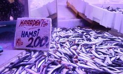 Hamsi tezgahlardaki tahtına yeniden oturdu