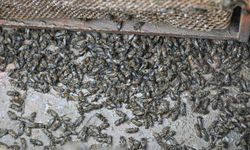 Kovanları sele kapılan Salihlili arıcıya, büyükşehirden destek