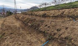 Ordu'da fındıkta verimi arttırmak için yeni teknikler