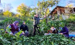 Orman köylüsü ekmeğini topraktan çıkartıyor