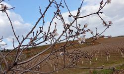 Sarıgöl'de badem ağaçları çiçek açtı