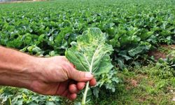 Tarımsal üretimde Samsun başı çekiyor