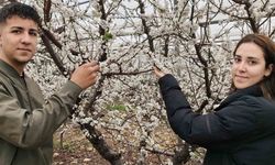 Türkiye karla kaplıyken Silifke'de erik ağaçları çiçek açtı