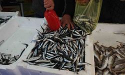 Zonguldak'ta limandan 500 ton hamsi çıktı