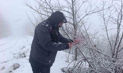 Kar altında kalan fındık bahçeleri, üreticileri tedirgin ediyor