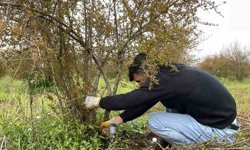 AB tescilli Suruç narında budama zamanı