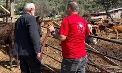 Adana'da 'Güney Sarısı' bereketi: Yerli ırk üreticinin yüzünü güldürüyor