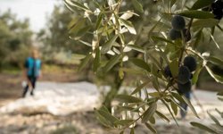 Akhisar'da zeytin için tarihi buluşma