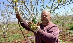 Araban'da fıstık üreticileri tırtıl'la mücadele çalışması başlattı