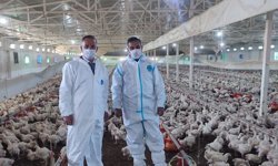 Aydın'da kanatlı üretimi 71 işletmede sürüyor