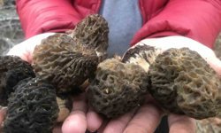 Bin 800 rakımlı dağlardan toplanıp kilosu bin 500 liradan satılıyor