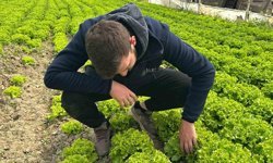 Bu sefer tarladan güzel haber geldi...35 liraya tarladan satılan marul yüzleri güldürdü