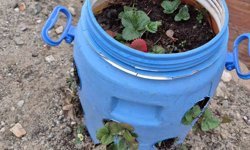 Buldanlı üreticiler atık malzemeleri tarımda değerlendiriyor