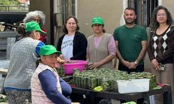 Çağla turşusundan kadın üreticilere ekonomik katkı