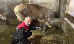 Danimarka ve Amerika'dan getirildiler, Of'a kısa sürede uyum sağladılar