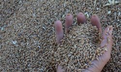 Dünya hububat üretiminde bir ilk gerçekleşecek