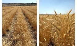 ETİ'den kurak iklim koşullarına dayanıklı yerli buğday çeşidi