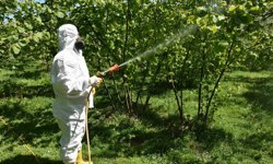 Fındıkta külleme ve kozalak akarına karşı mücadele başlatıldı