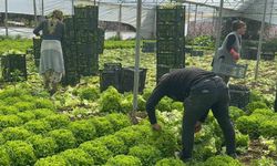 Geçen sene zararıyla ağlatan 'kıvırcık' bu yıl güldürdü