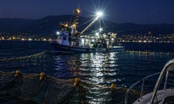 Gemlik Körfezi'nde sardalya avcılığı başladı