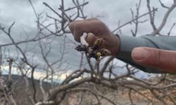 Kar ve yağmur bereketi: Antep fıstığında kuraklık endişesi geçti