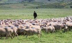 'Kırsalda Bereket Küçükbaşa Destek Projesi'nde son gün uyarısı