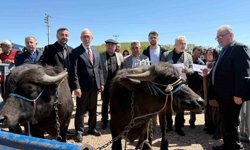 Kocaeli'deki manda yetiştiricilerine 3,4 milyon liralık destek