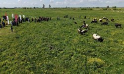 Kozan'da ıslah edilen mera alanı dualarla açıldı, sürüler alanda otlamaya başladı