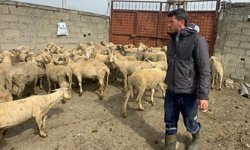 Kurbanlık parasıyla evlenmişti şimdi doğacak bebeği için kullanacak