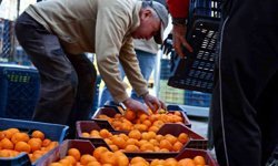 Mandalin üreticisine 5 milyon kazanç