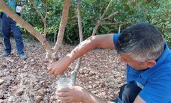 Sakız'dan farklı ürünler üretilmeye başlandı