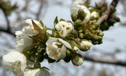 Salihli'de 'Monilya' tehlikesi