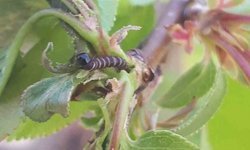 Salihli'de üreticiye kritik uyarı! Meyve ağaçlarında hastalık alarmı