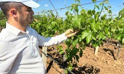 Sarıgöl bağlarında 3K hamlesi