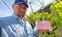 Sarıgöl Ovası'nda üzüm bağlarında 'Fenomen Tel' seferberliği