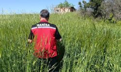 Sarıgöl'de huhubatta verim için ekipler sahada