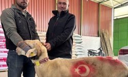 Sarıgöl'de kurbanlık pazarı hareketlendi