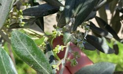 Sarıgöl'de zeytin üreticileri pamuklu bit zararlısına karşı uyarıldı