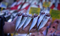 Sezonun sonuna gelinirken istavritin kilosu 70 TL'ye düştü